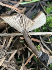 Lyophyllum anthracophilum