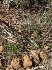 Calystegia stebbinsii