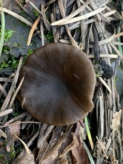 Lyophyllum anthracophilum