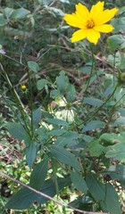Coreopsis pubescens