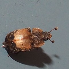 Omosita discoidea