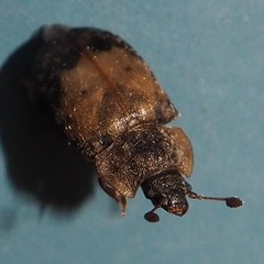 Omosita discoidea