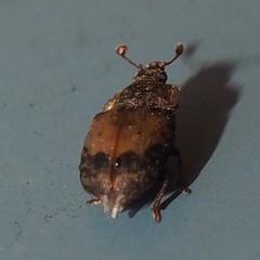 Omosita discoidea
