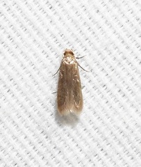 Phaeoses sabinella