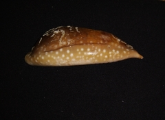 Macrocypraea cervinetta