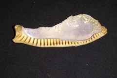 Macrocypraea cervinetta