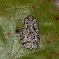 Hyla chrysoscelis