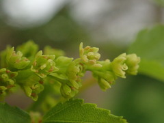 Acer capillipes