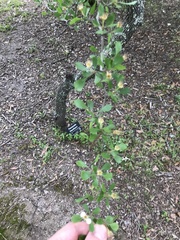 Crataegus lacrimata