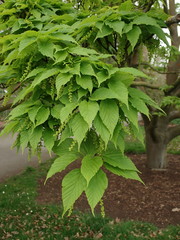 Acer capillipes