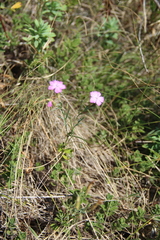 Dianthus caucaseus