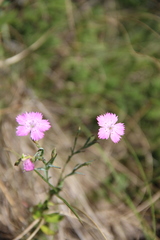 Dianthus caucaseus