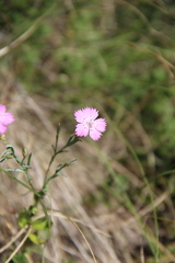 Dianthus caucaseus