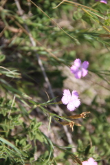 Dianthus caucaseus