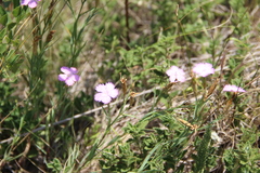Dianthus caucaseus