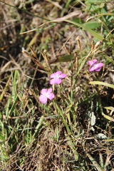 Dianthus caucaseus
