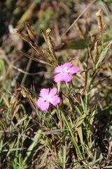 Dianthus caucaseus