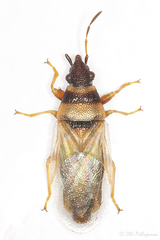 Oxycarenus pallens