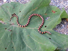 Scolecophis atrocinctus