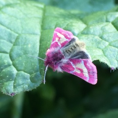 Schinia pulchripennis