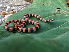 Scolecophis atrocinctus