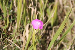 Dianthus caucaseus