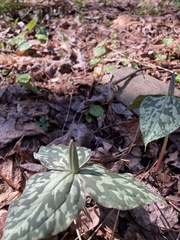 Trillium luteum
