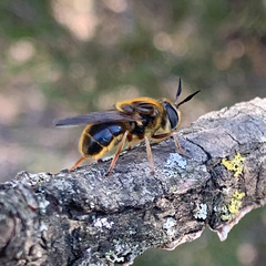 Callicera erratica