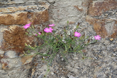Dianthus caucaseus