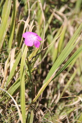 Dianthus caucaseus