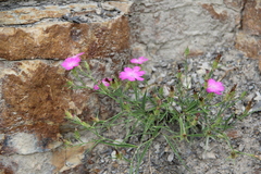 Dianthus caucaseus