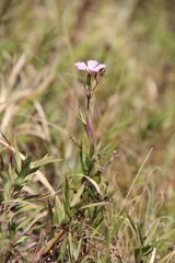 Dianthus caucaseus