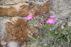 Dianthus caucaseus