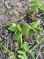 Dudleya farinosa