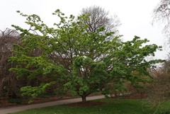 Acer capillipes