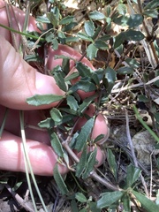 Ceanothus roderickii