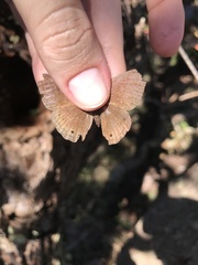 Yphthimoides patricia