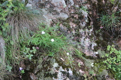 Dianthus cretaceus