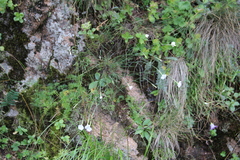 Dianthus cretaceus