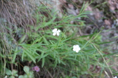 Dianthus cretaceus
