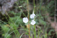 Dianthus cretaceus