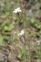 Dianthus cretaceus