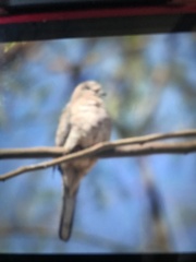 Columbina inca