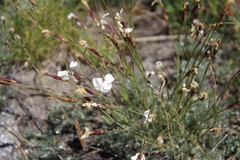 Dianthus cretaceus
