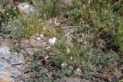 Dianthus cretaceus