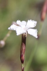Dianthus cretaceus