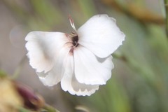 Dianthus cretaceus