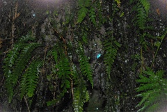 Arachnocampa luminosa