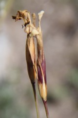 Dianthus cretaceus