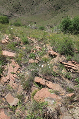 Dianthus elbrusensis